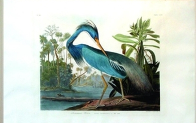 Audubon Bird Engraving, Louisiana Heron