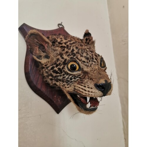 19th. C. taxidermy cheetah's head mounted on an oak shield {...
