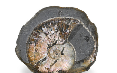 Iridescent Ammonite in Matrix