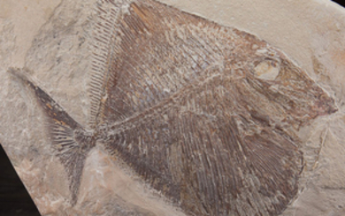 Rare Pycnodont Fossil Fish - Paleobalistum goedeli - 24.5×22×2 cm
