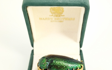 A 19th CENTURY AUSTRALIAN JEWEL BEETLE AND 9ct GOLD BROOCH