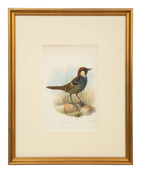 A Group of Nine Ornithological Prints