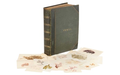 A Large & Well Annotated Mid 19th Century Album of Pressed Ferns