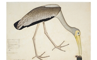 A Painted Stork (Mycteria Leucocephala) eating a Snail, from the Impey Album, signed by Shaykh Zayn al-Din, Company School, Calcutta, dated 1781