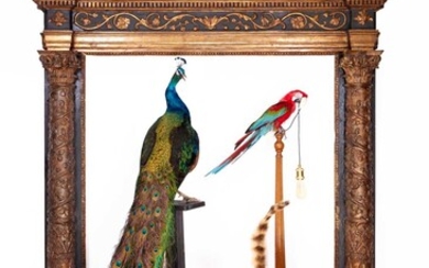 A TAXIDERMY INDIAN BLUE PEACOCK (PAVO CRISTATUS)