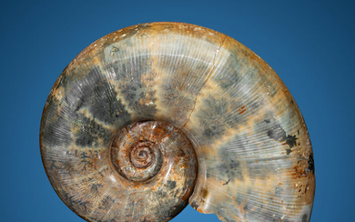 Ammonite Fossil Argonauticeras besairiei Early Cretaceous Ambarimaninga Region Mahajanga...