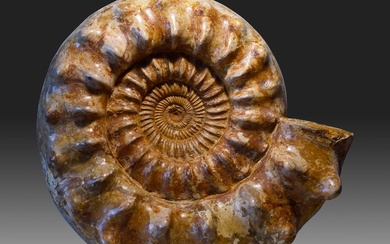 Ammonite - Fossilised animal - Kranaosphinctes sp. - 42 cm