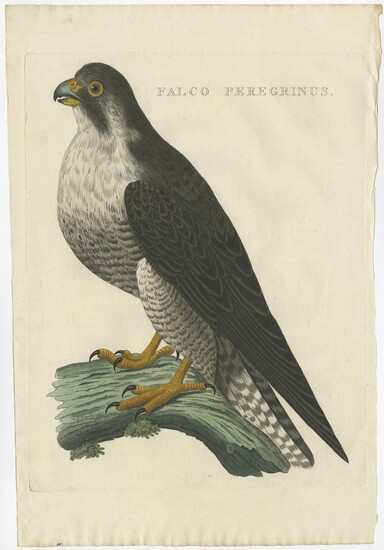 Antique Bird Print of a Peregine Falcon by Sepp & Nozeman (c.1770)