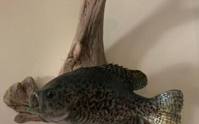 Black Crappie Fish mount with driftwood base