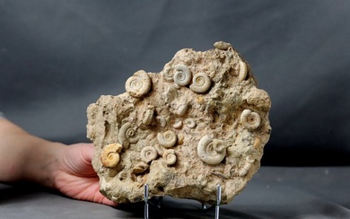Decorative french Ammonite cluster on elegant steel stand - Fossilised animal - Dactylioceras - 20 cm - 16 cm