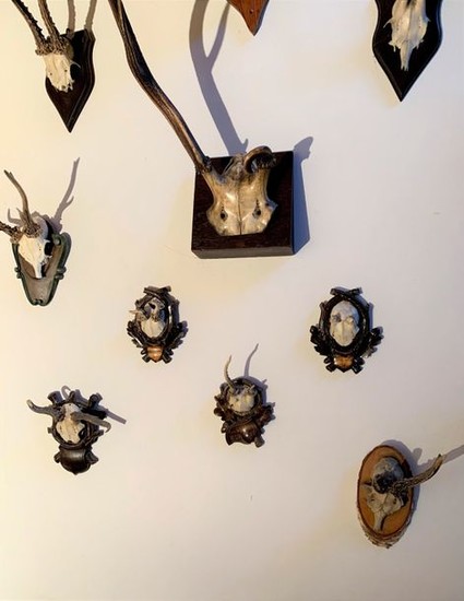 Eight deer trophies, with "weird heads".
