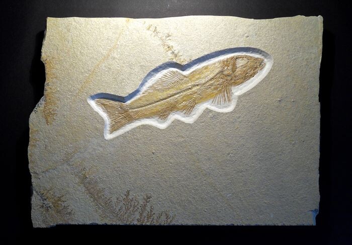 Fish - On matrix - Ophiopsis attenuata (WAGNER 1863) - Solnhofener Plattenkalk - 26×19×1.8 cm
