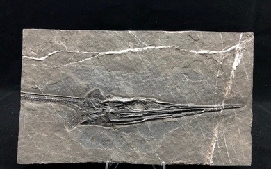 Fossil - Fossil matrix - Saurichthys - 25 cm - 15 cm