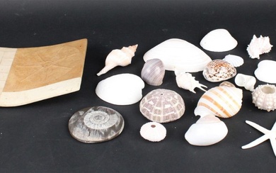 Group of Assorted Seashells