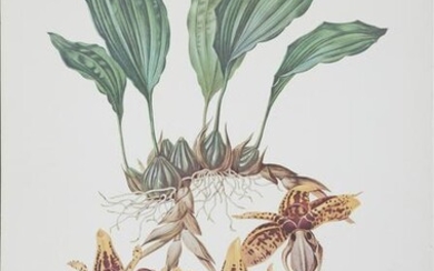 James Bateman, Stanhopea Tigrina Orchidae, Poster on