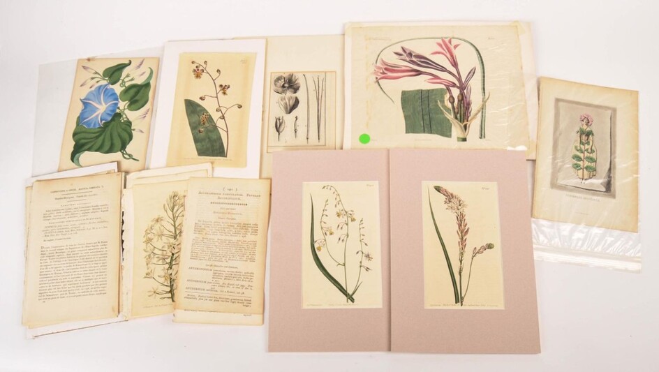 Large Collection of Botanical Prints.