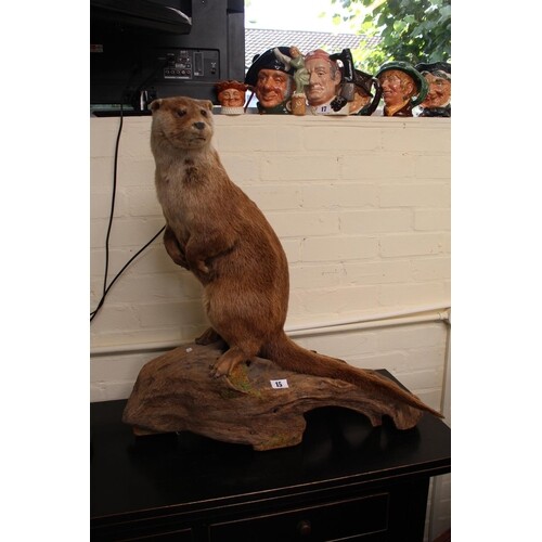 Large Taxidermy of a Otter on wooden naturalistic base. 70cm...