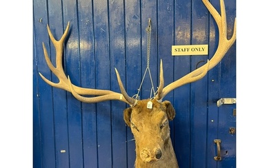 Large mounted red deer stags head with eleven point antlers....