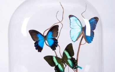 Lépidoptères - Papillons - Cabinet de curiosité