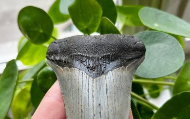 Megalodon - Fossil tooth - 98 mm - 71 mm