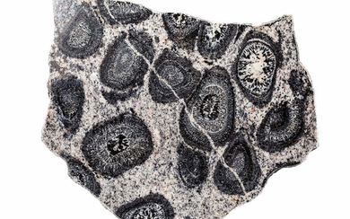 Orbicular Granite Slab Mount Magnet Western Australia 15.76 x...