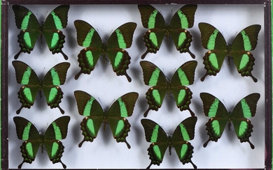 Papilio palinurus daedalus Philippines 10 ex