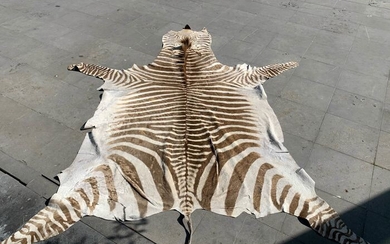 Plains Zebra Skin with Head Skin - Equus quagga - 0×230×250 cm