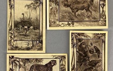 Postcards - 25 The Wilds of Africa Set