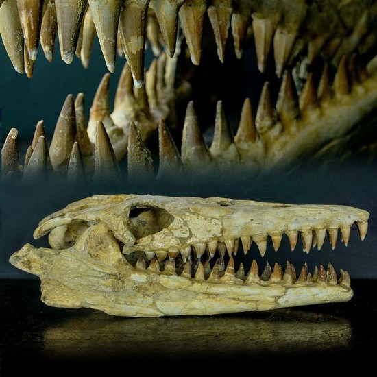 Three-dimensional reconstruction - Fossil skull - Mosasaurus sp. - 510×195×170 mm