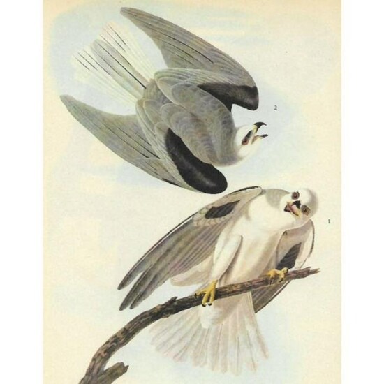 c1946 Audubon Print, #352 White-Tailed Kite