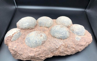 dinosaur egg nest - Hadrosaurus sp. - 12×25×50 cm