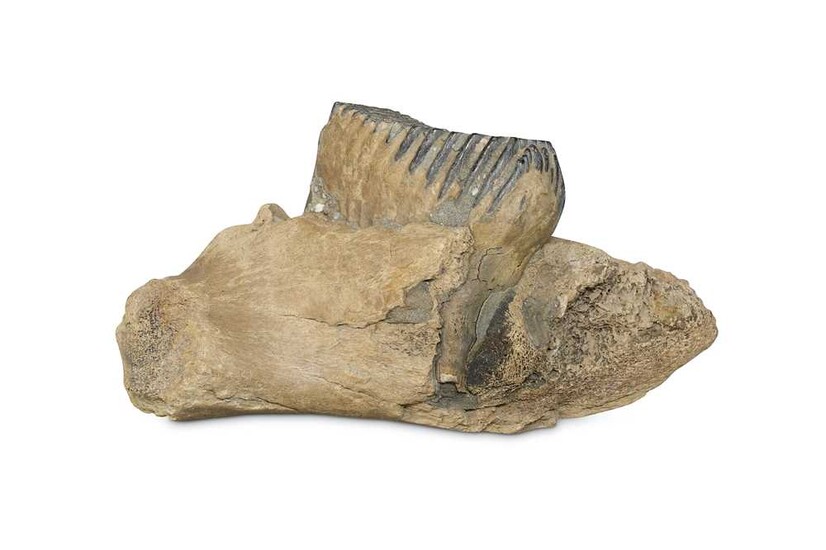 WOOLLY MAMMOTH (MAMMUTHUS PRIMIGENIUS), A MOLAR LOWER JAW Sold...