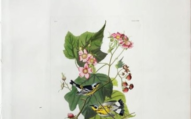 Audubon Aquatint Black and Yellow Warbler