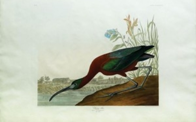 Audubon Aquatint Engraving, Glossy Ibis, Plate 387