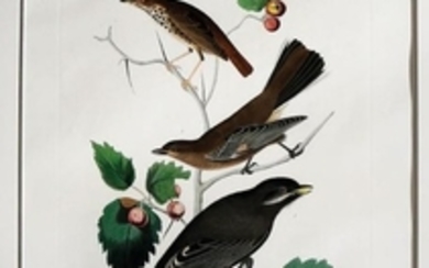 Audubon Aquatint Engraving, Little Tawny Thrush, Plate