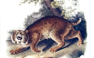 Audubon Quad Lithograph, American Wildcat