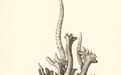 Holmskjold | Beata ruris fungis Danicis, [1790]-1799