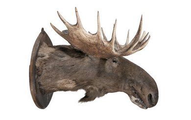 A LARGE TAXIDERMY MOOSE HEAD, 19TH CENTURY Inscribed...
