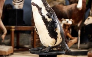A TAXIDERMY AFRICAN PENGUIN BY SIMON 'THE STUFFA' WILSON