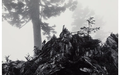 Ansel Adams (1902-1984), Tree, Stump and Mist, Northern Cascades Rauge, Washington (1958)