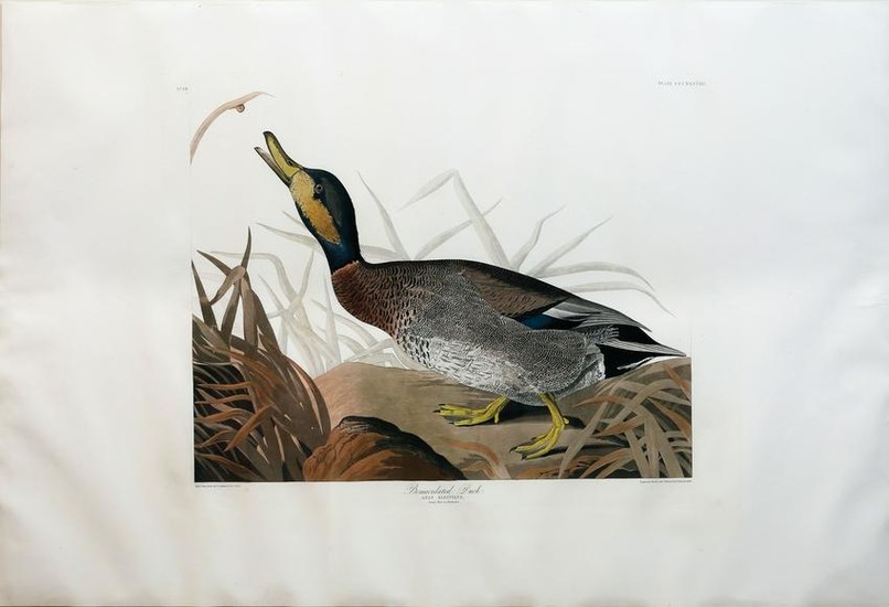 Audubon Aquatint, Bemaculated Duck