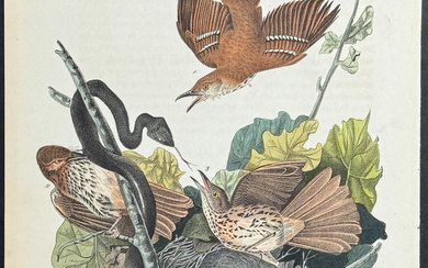 Audubon - Ferruginous Mocking Bird. 141