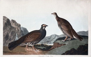 Audubon, Long-Tailed or Dusky Grous, Plate 361