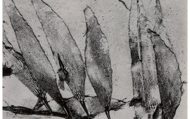 Edward Weston (American, 1886-1958) Seaweed, Car