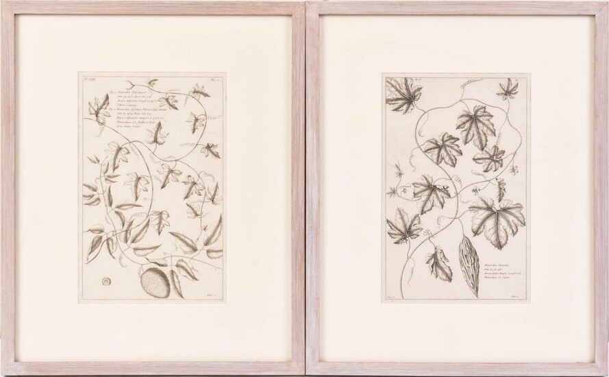 Four Framed 18th Century Botanical Prints.