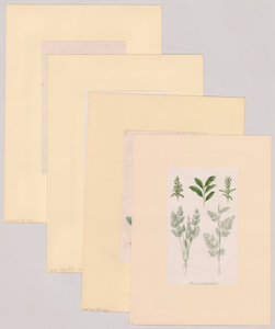 Group of Four Antique Botanical Prints