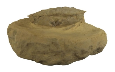 Important fossil crab:Cancer seismondéae.