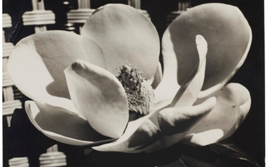 MAN RAY (1890–1976), Magnolia Blossom, 1925