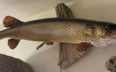 Northern pike fish mount with driftwood base