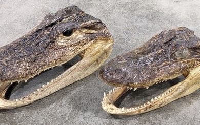 Pair of American Alligator Head Mounts